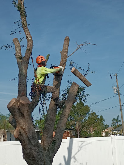 Savage Tree and Landscaping