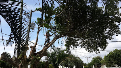 Boynton Beach Tree Service
