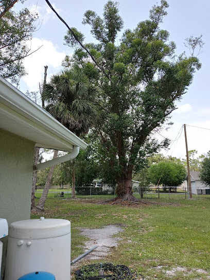 Back To My Roots Tree Services