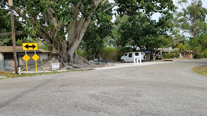 Mysore Fig Tree From Mysore, India.