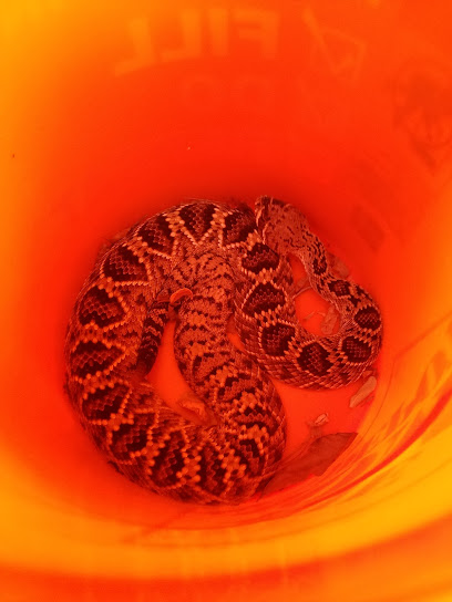 SlethReptiles Animal & Wildlife Removal